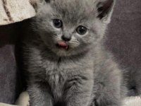 british shorthair