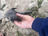 Cane corso blue yavrular