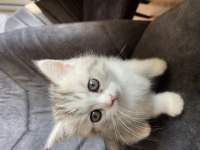 Sahibinden exotic shorthair yavrusu