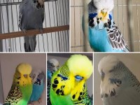 Üst Vasıflı A kalite Show Jumbo Muhabbet Kuşları Adana