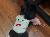 Uyguna black maltipoo yavru
