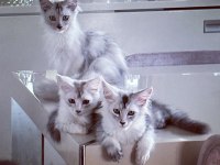 Safkan şecereli Maine coon