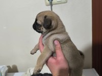 Pollyynin bebekleri yeni evine gitmeye hazır pug