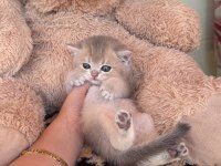 SAFKAN BRİTİSH SHORTHAİR ERKEK BEBEKLER