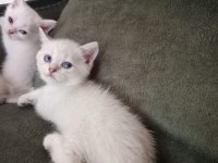 SHOW KALİTE EVDE BAKTIĞIM AS11 KEDİLERİM