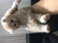 Chinchilla 2 erkek yavru