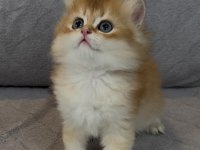 Yakışıklı safkan bir golden british longhair prens
