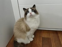 Hazır Ragdoll Erkek 2 Yaşında