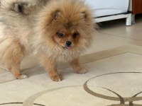2 kız 1 erkek pomeranian portekiz lizbon berlin