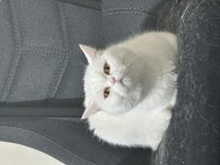 Yeni bir yuva arıyoruz, düzgün bakabilecek biri