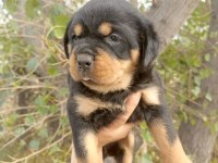 A kalite Rottweiler Yavrular