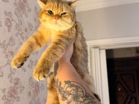 British shorthair erkek golden ny24 4 aylık yavrumuz