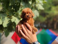 Poodle ailemize katılmak istemezmisiniz