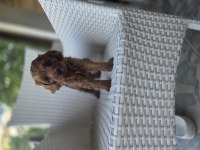 Ev bebeği maltipoo ped eğitimi var