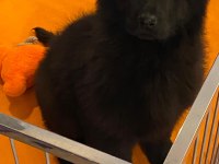 Solid Black Alman Çoban Köpeği Yavruları