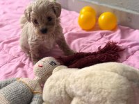 Maltipoo yavrular