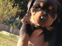 2 aylık dişi rottweiler yavrular
