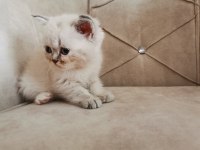50 günlük bebek british kedimiz