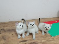 BRİTİSH SHORTHAİR BEBEKLER