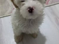 Maltipoo 3 aylık Yavru