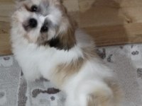 4 AYLIK AŞILARI TAMAM ÇİPLİ SHİH TZU
