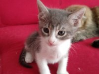 Bebek kedinin sonu barınak olacak