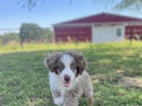 Nadiren Red Merle renkli gözlü border collie
