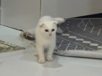 Scottish Fold 3 Aylık