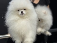Petmode köpek çiftliğinde ziyarete açık pomeranian