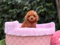 Orjinal Teacüp Poodle