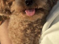Toy Poodle Eğitimli