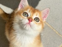 Uyguna Golden British Shorthair Yavrular