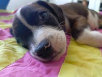 Elizabeth Beagle Erkek Son 1 Adet