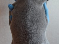 BLUE FRENCH BULLDOG YAVRULARI EN İYİ RENK SKADASI