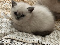 2 aylık anne baba şecereli british blue point
