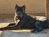 Cane Corso Dev Yavrular