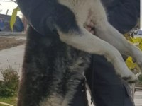 Maviş gözlü safkan erkek husky yavru