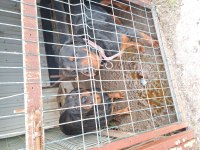 Ücretsiz rottweiler