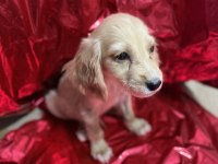 ANTALYA İNGİLİZ COCKER KÖPEĞİMİZ