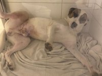 Çok uysal bir köpektir yuva arıyor
