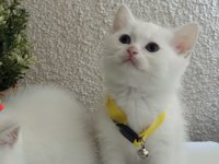 British Shorthair Pamuk Beyazı Yavrular