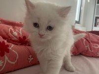 55 Günlük Dünya Tatlısı Kartopu British Shorthair Bebekler