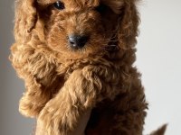 Orjinal Toy Poodle Yavrular Yeni Yuvalarını Arıyor