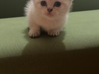 Efsane kalitede golden ve beyaz kodlu cins kedilerim