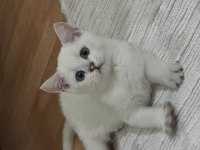 British shorthair beyaz erkek