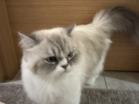 2 yaşında aşırı uysal ragdoll
