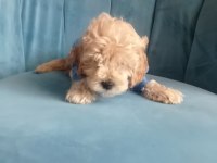 Erkek tuvalet eğitimli maltipoo