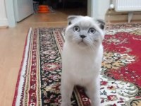 Cins kedimiz 4 aylık erkek scottish fold