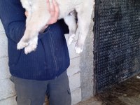 Sahibinden kangal yavruları