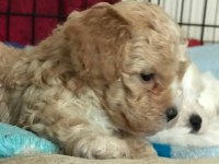 KALİTE F1 MALTİPOO YAVRULAR ANNE ALTINDAN
